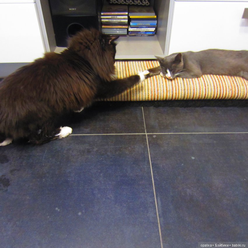 Гаррик-мой любимый кот _2 | Бэйбики Гаррик-мой любимый кот _2