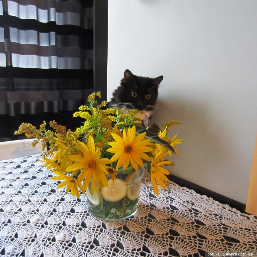 Гаррик-мой любимый кот _2 | Бэйбики Гаррик-мой любимый кот _2