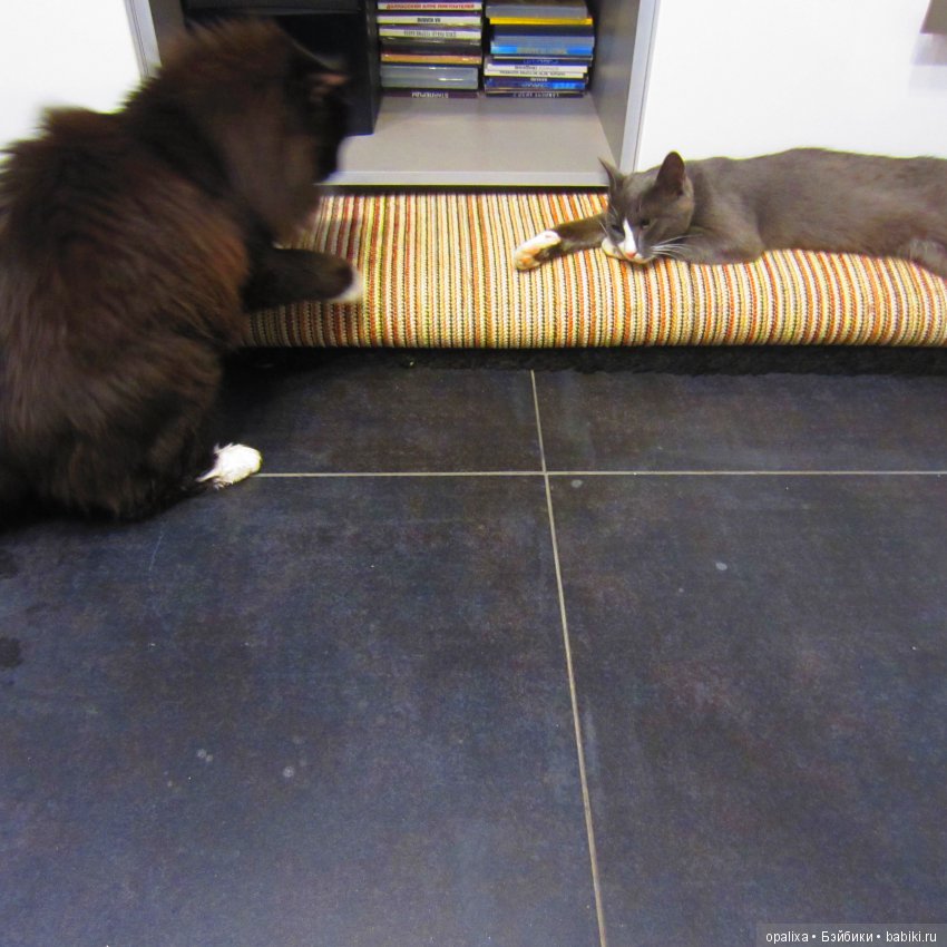 Гаррик-мой любимый кот _2 | Бэйбики Гаррик-мой любимый кот _2