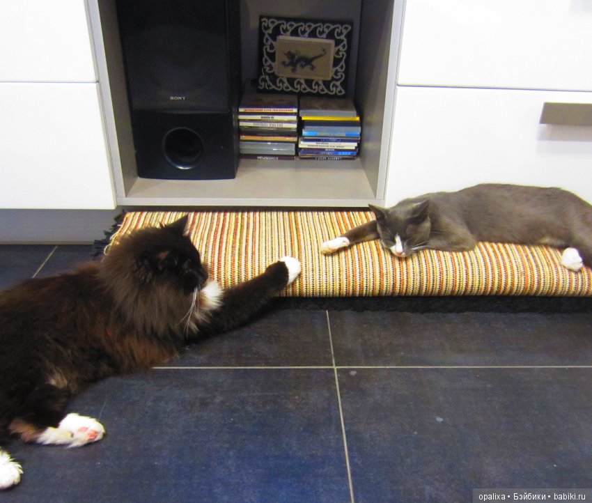 Гаррик-мой любимый кот _2 | Бэйбики Гаррик-мой любимый кот _2