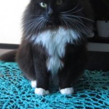 Гаррик-мой любимый кот _2