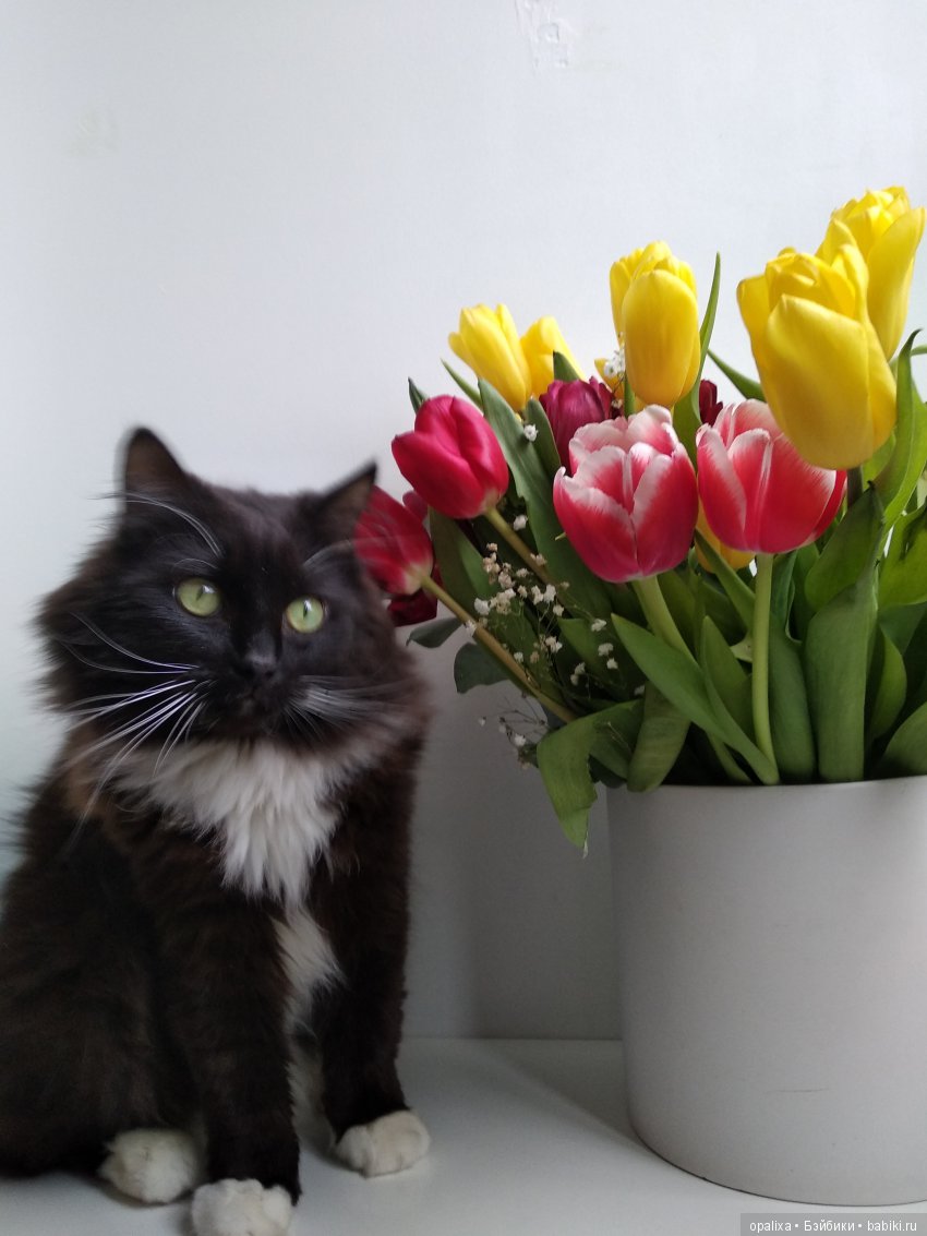 С праздником весны | Бэйбики С праздником весны — Болталка и разговоры обо всем: жизнь