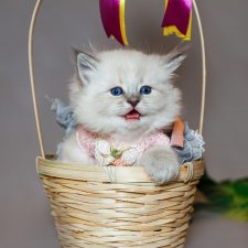 Платья балеринки неожиданное применение