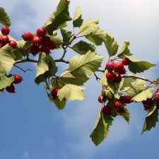 Лето с осенью встречалось