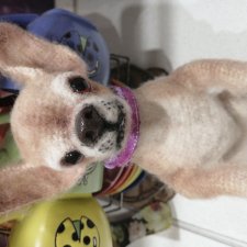 Чихуахуа щеночек