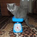 Лоратадин Котенку