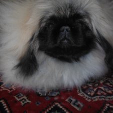 Пекинесы в моей жизни.