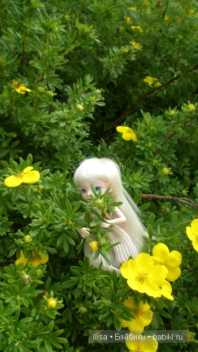 BJD, Studio Milim BJD, Studio Milim