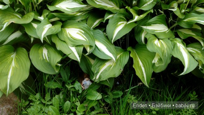 Отдых на даче. Куклы тоже отдыхают