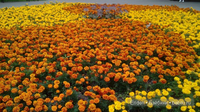 Прогулка по клумбам — Куклы J