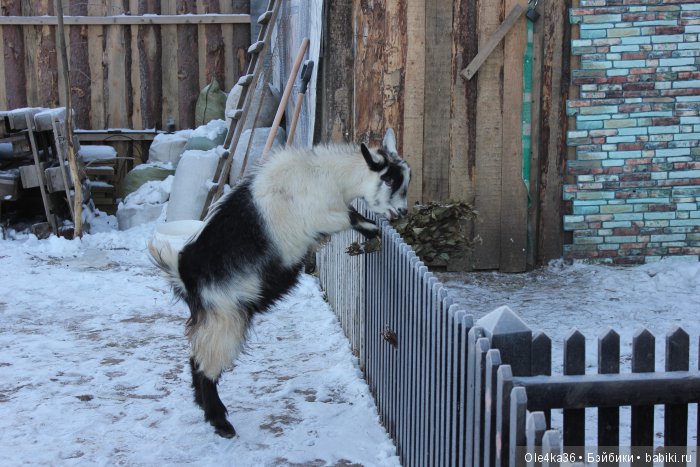 Историко - этнографический музей "Усадьба Гальских" (часть 1)