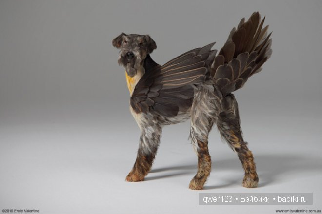 Крылатые собачки австралийской художницы Эмили Валентайн (Emily Valentine) (фото 5)