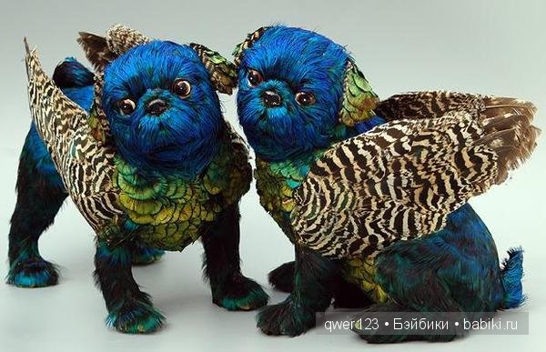 Крылатые собачки австралийской художницы Эмили Валентайн (Emily Valentine)