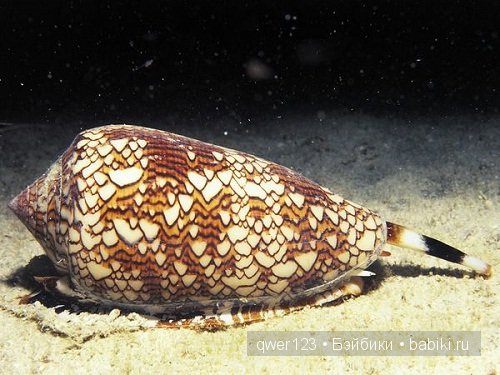 Драгоценные моллюски. Скульптуры из молюссков (фото 3)