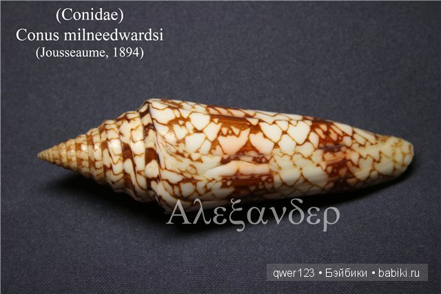 Драгоценные моллюски. Скульптуры из молюссков