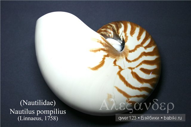 Драгоценные моллюски. Скульптуры из молюссков