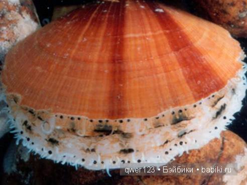 Драгоценные моллюски. Скульптуры из молюссков (фото 5)