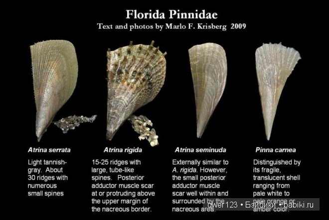 Драгоценные моллюски. Скульптуры из молюссков (фото 7)