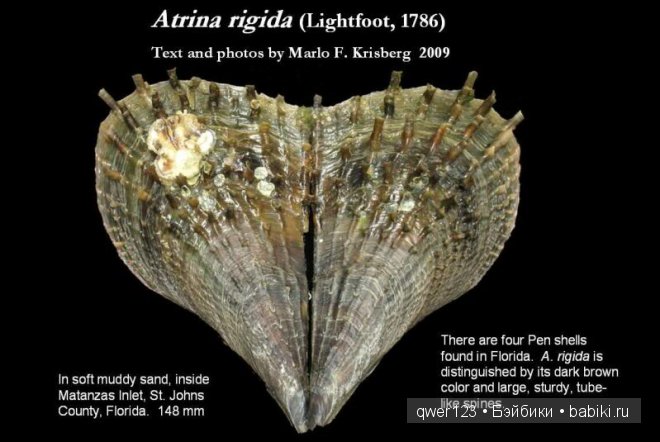 Драгоценные моллюски. Скульптуры из молюссков (фото 8)