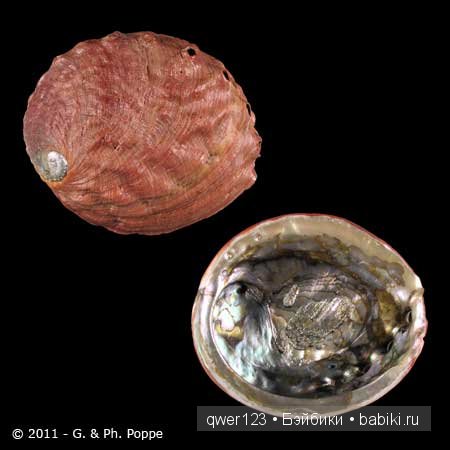 Драгоценные моллюски. Скульптуры из молюссков (фото 9)