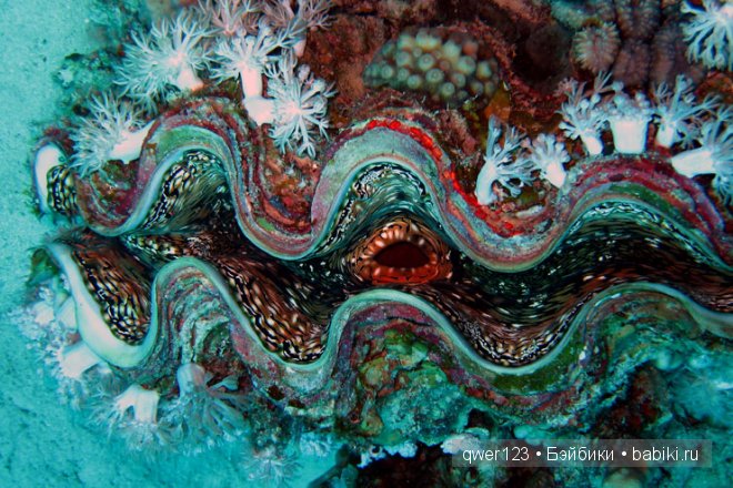 Драгоценные моллюски. Скульптуры из молюссков