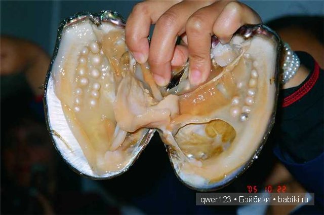 Драгоценные моллюски. Скульптуры из молюссков