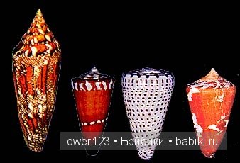 Драгоценные моллюски. Скульптуры из молюссков (фото 2)