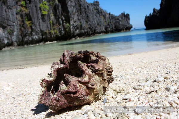 Драгоценные моллюски. Скульптуры из молюссков