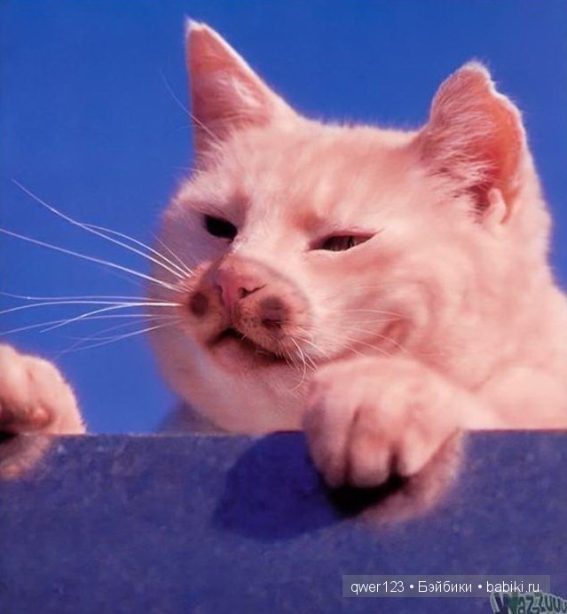 покраска кошки
