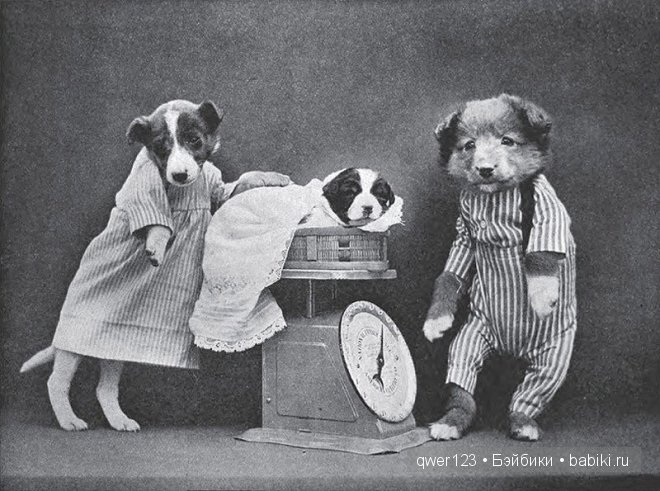 Забавные ретро-фото животных в костюмах от Гарри Уиттиера (фото 3)