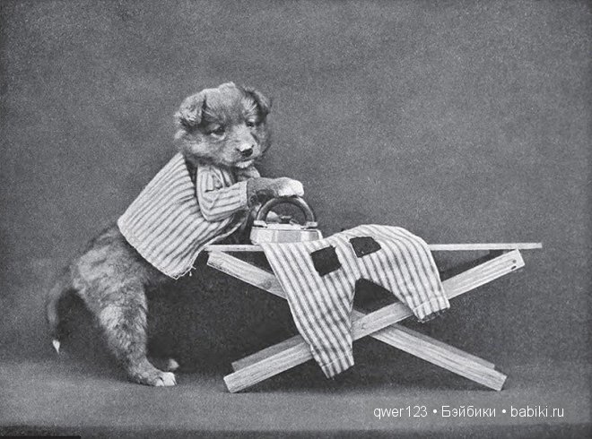 Забавные ретро-фото животных в костюмах от Гарри Уиттиера