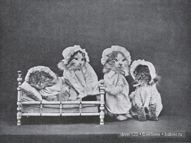 Забавные ретро-фото животных в костюмах от Гарри Уиттиера