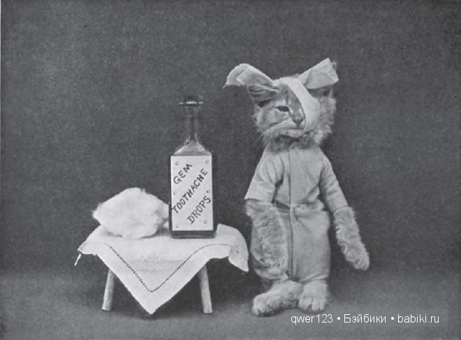 Забавные ретро-фото животных в костюмах от Гарри Уиттиера (фото 4)