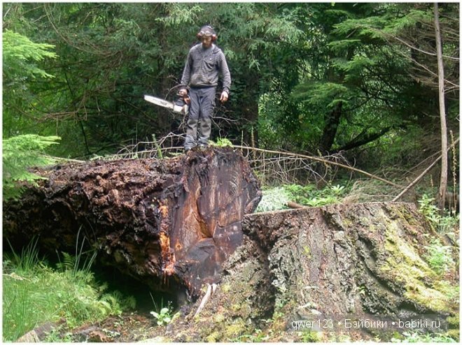 Скульптуры из пней от Художника Томми Краггс (Tommy Craggs)