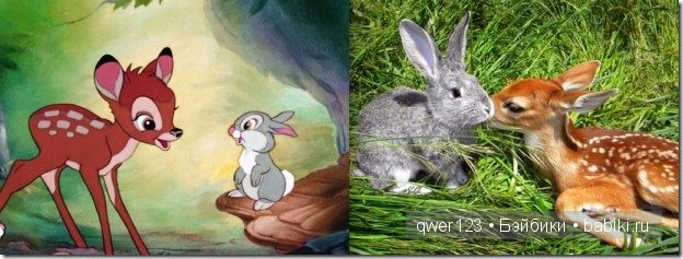 Животные "Диснея" в реальной жизни | Бэйбики Животные "Диснея" в реальной жизни (фото 3)