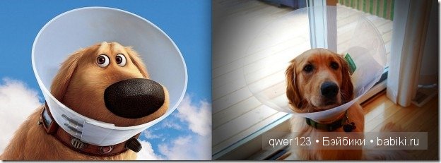 Животные "Диснея" в реальной жизни | Бэйбики Животные "Диснея" в реальной жизни