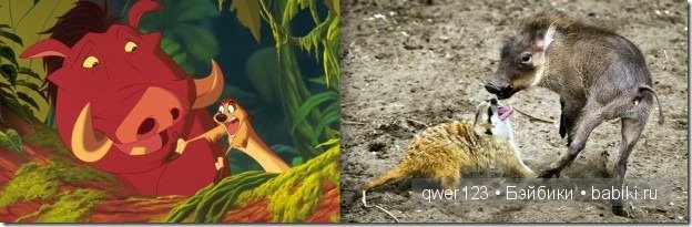 Животные "Диснея" в реальной жизни | Бэйбики Животные "Диснея" в реальной жизни