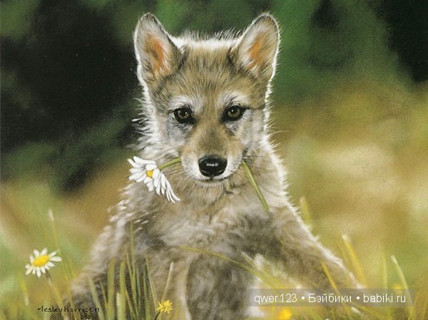 Пастельная живопись от американской художницы Лесли Харрисон (Lesley Harrison)