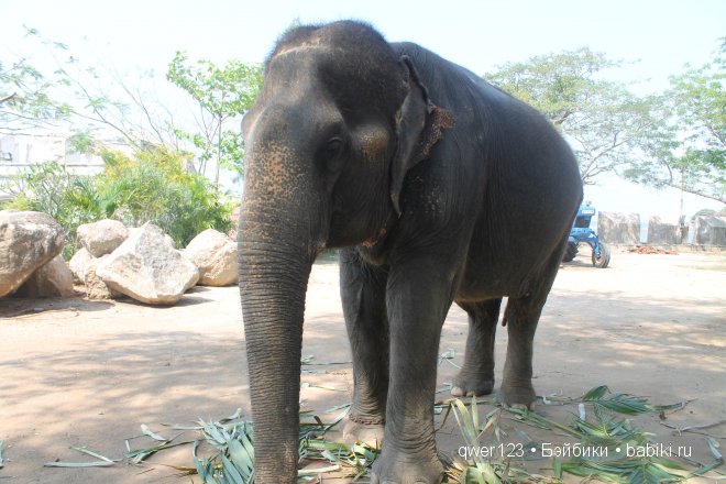 Мое знакомство с прекрасным Тайландом,посещение Храма Истины