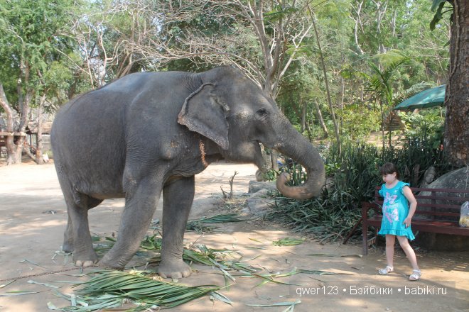 Мое знакомство с прекрасным Тайландом,посещение Храма Истины