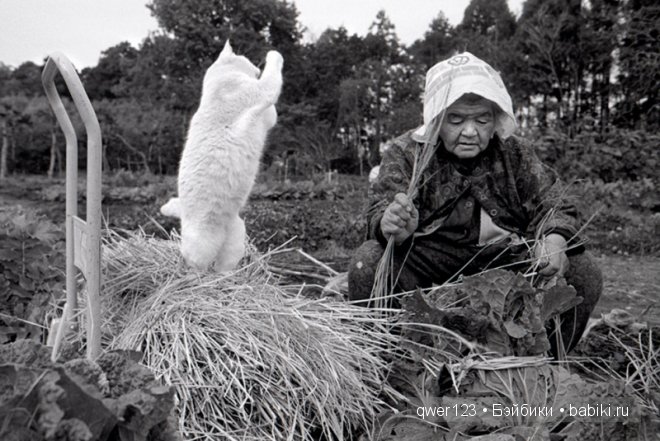 Фотоистория. «Большая мамочка Мисао и Кот Фукумару» от Миеко Ихары (Япония) (фото 9)