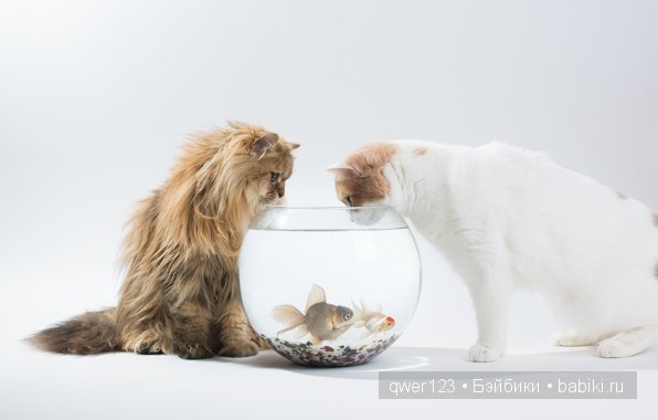 Фотоработы Бена Торода (Ben Torode)