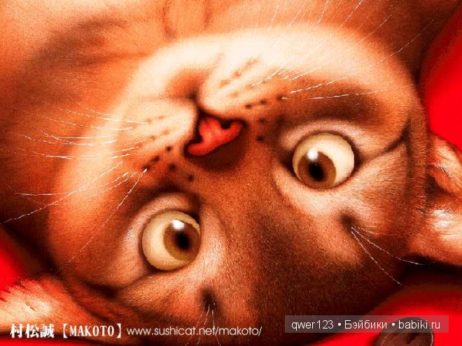 Иллюстратор Makoto Muramatsu (Япония) и её кошки