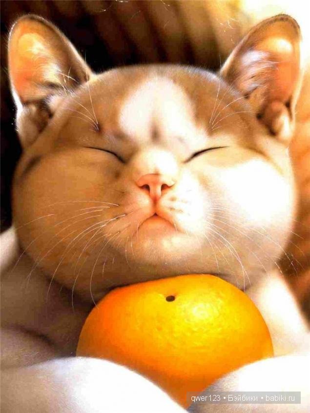 Иллюстратор Makoto Muramatsu (Япония) и её кошки