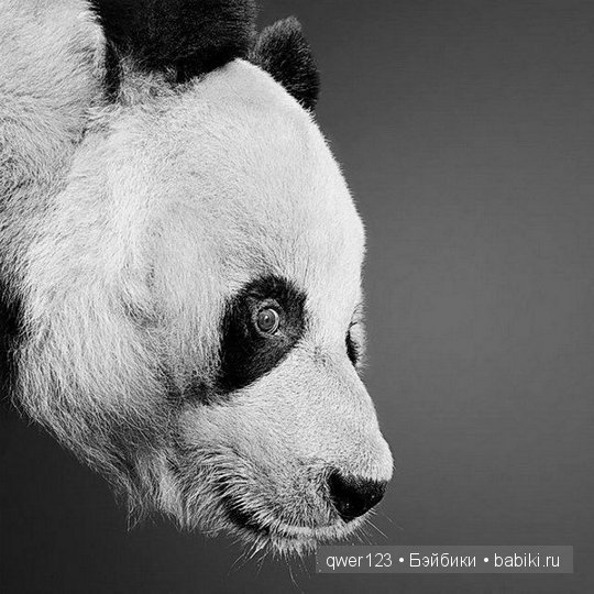 Удивительно реалистичные рисунки карандашом от Пол Лунг (Paul Lung)