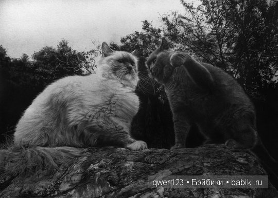 Удивительно реалистичные рисунки карандашом от Пол Лунг (Paul Lung)