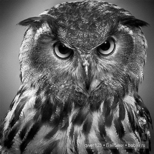 Удивительно реалистичные рисунки карандашом от Пол Лунг (Paul Lung)