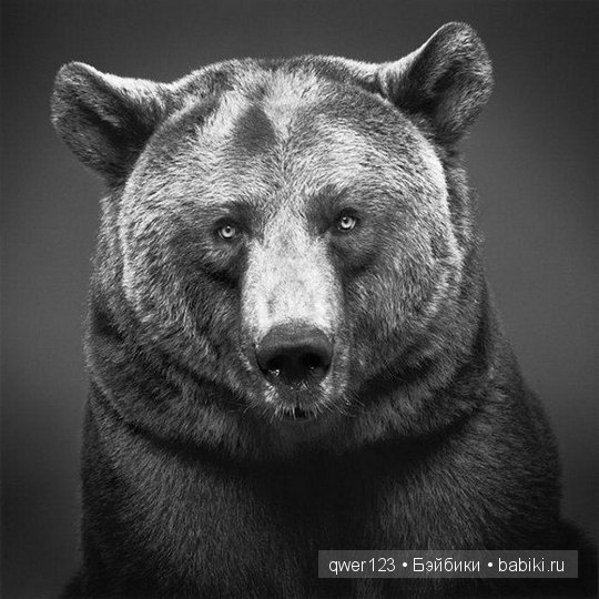 Удивительно реалистичные рисунки карандашом от Пол Лунг (Paul Lung)