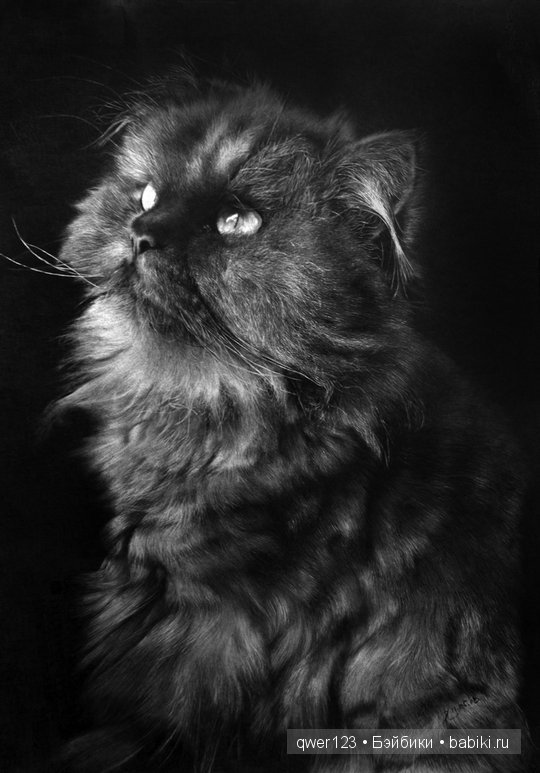 Удивительно реалистичные рисунки карандашом от Пол Лунг (Paul Lung)