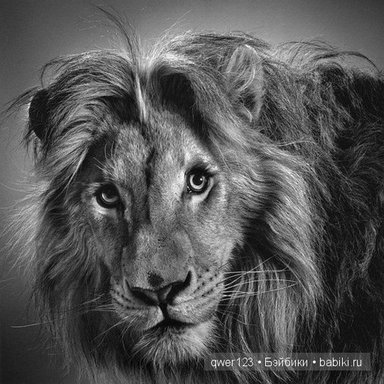 Удивительно реалистичные рисунки карандашом от Пол Лунг (Paul Lung)